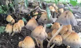 蘑菇视频吃瓜爆料在线招商,吃瓜爆料背后的在线招商风云